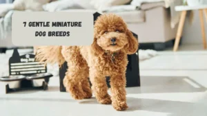 7 Gentle Miniature Dog Breeds