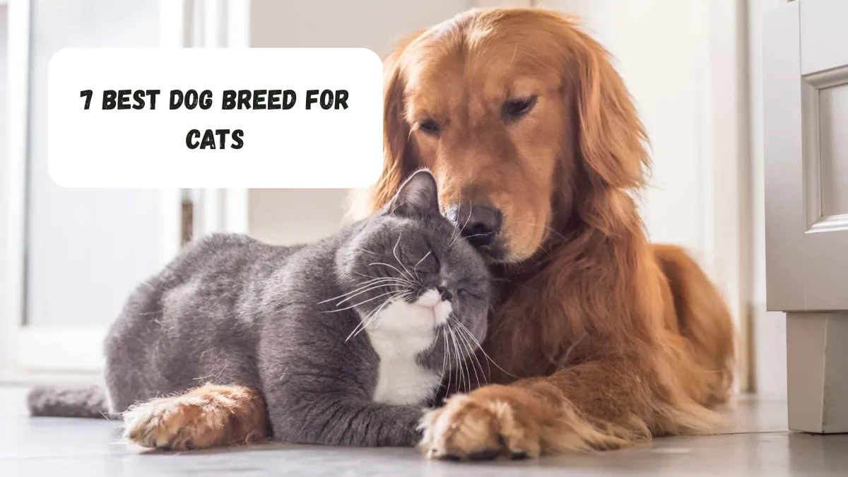 7 Best Dog Breed For Cats