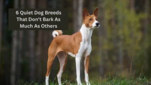 6 Quiet Dog Breeds That Don't Bark As Much As Others