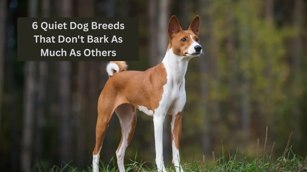 6 Quiet Dog Breeds That Don't Bark As Much As Others