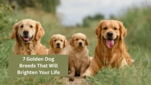 7 Golden Dog Breeds That Will Brighten Your Life