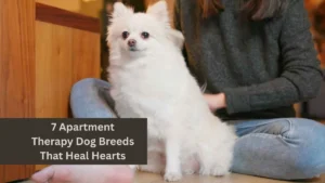 7 Apartment Therapy Dog Breeds That Heal Hearts