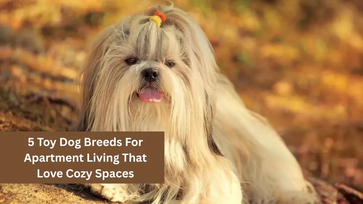 5 Toy Dog Breeds For Apartment Living That Love Cozy Spaces