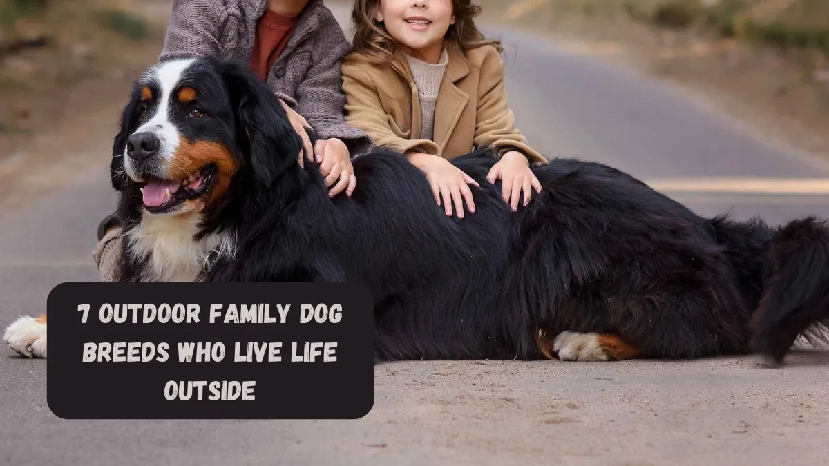7 Outdoor Family Dog Breeds Who Live Life Outside
