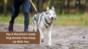 Top 6 Marathon-ready Dog Breeds That Keep Up With You