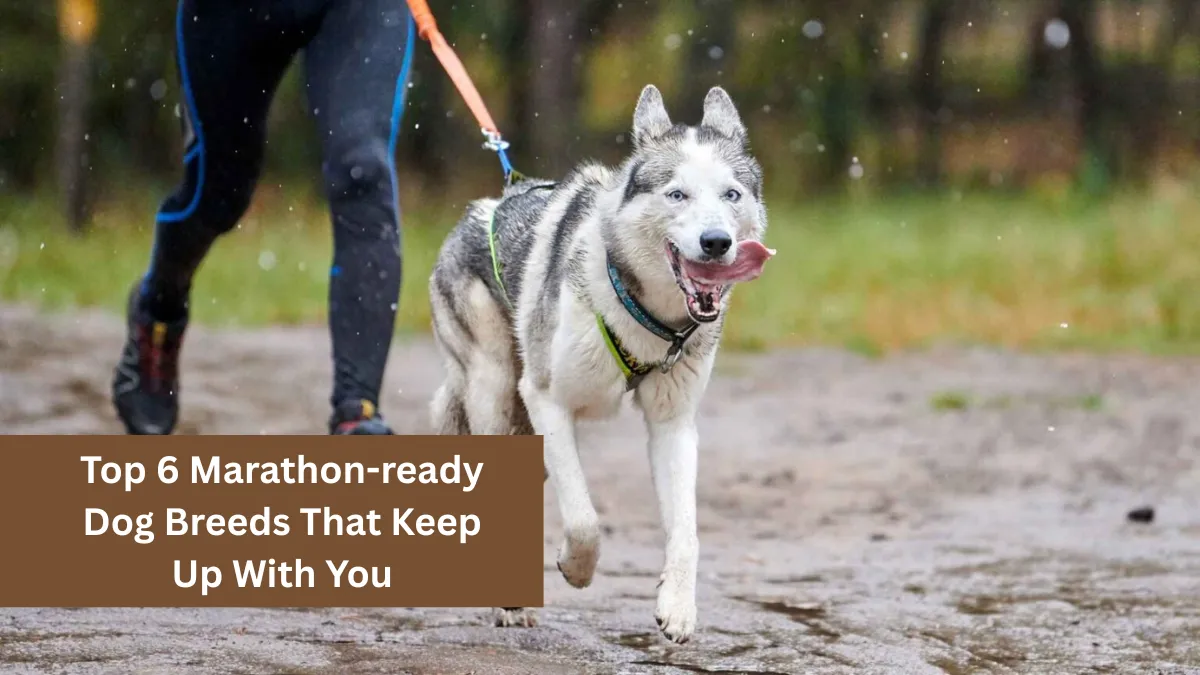 Top 6 Marathon-ready Dog Breeds That Keep Up With You