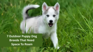 7 Outdoor Puppy Dog Breeds That Need Space To Roam
