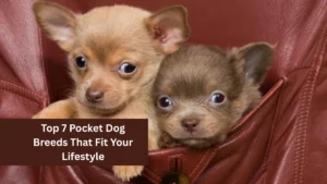 Top 7 Pocket Dog Breeds That Fit Your Lifestyle