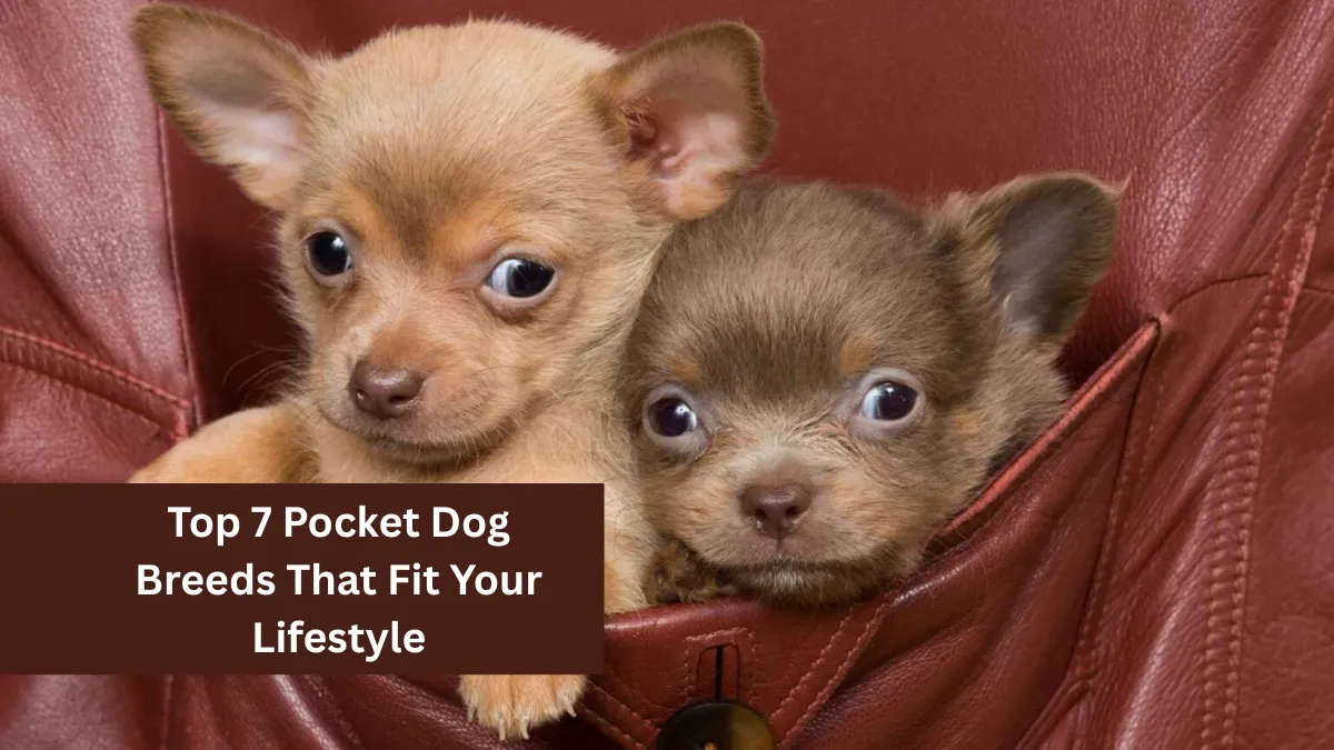 Top 7 Pocket Dog Breeds That Fit Your Lifestyle