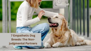 7 Empathetic Dog Breeds: The Non-judgmental Partners
