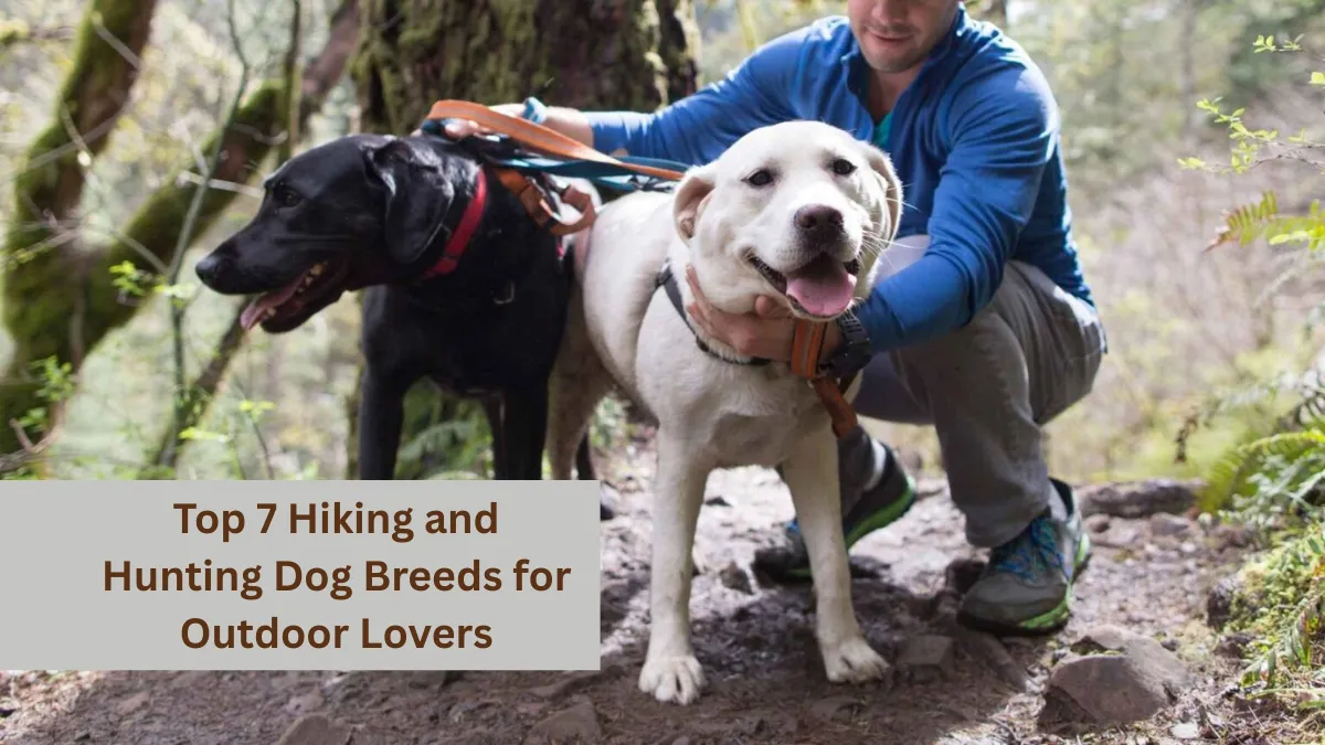 Top 7 Hiking and Hunting Dog Breeds for Outdoor Lovers