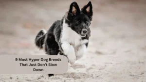 9 Most Hyper Dog Breeds That Just Don’t Slow Down