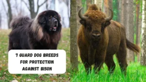 7 Guard Dog Breeds For Protection Against Bison