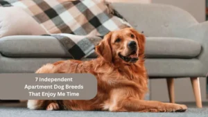 7 Independent Apartment Dog Breeds That Enjoy Me Time