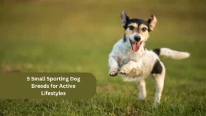 5 Small Sporting Dog Breeds for Active Lifestyles