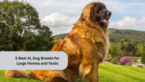 5 Best XL Dog Breeds for Large Homes and Yards