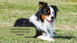 5 Best Off-leash Dog Breeds With A Long Lifespan