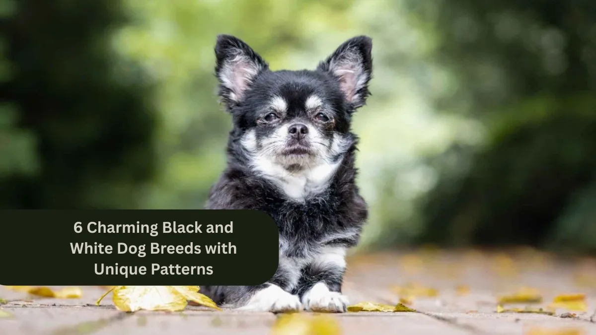 6 Charming Black and White Dog Breeds with Unique Patterns