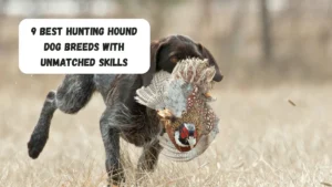 9 Best Hunting Hound Dog Breeds With Unmatched Skills