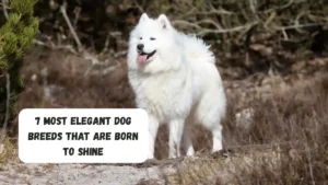 7 Most Elegant Dog Breeds That Are Born To Shine