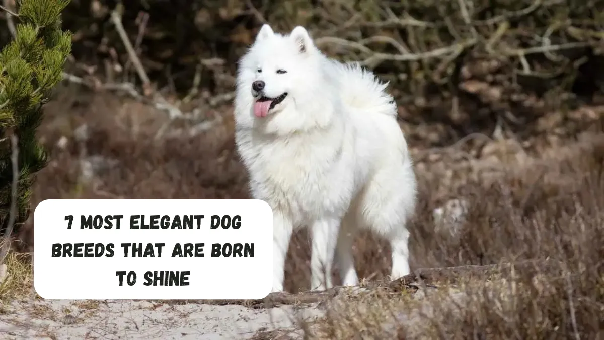 7 Most Elegant Dog Breeds That Are Born To Shine
