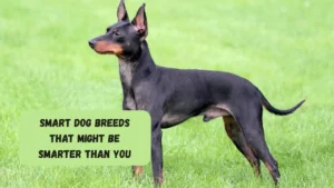 Smart Dog Breeds That Might Be Smarter Than You
