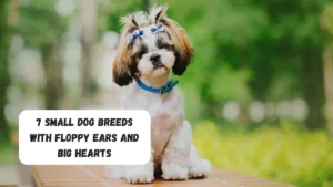 7 Small Dog Breeds With Floppy Ears And Big Hearts