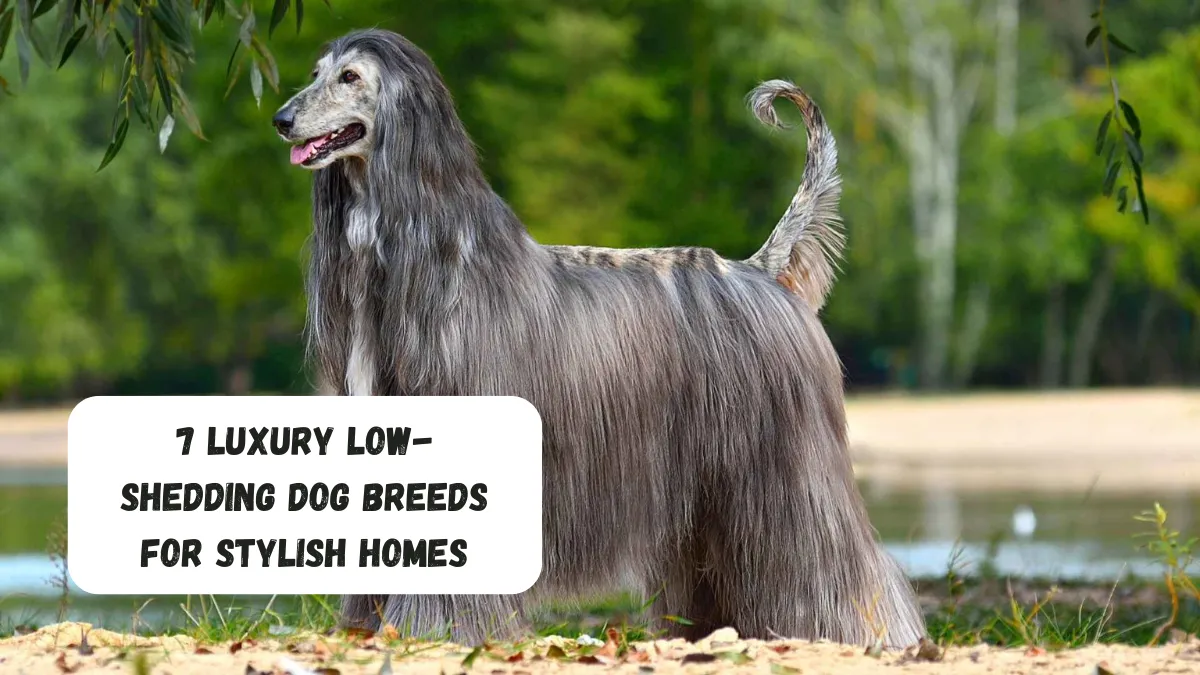 7 Luxury Low-shedding Dog Breeds For Stylish Homes