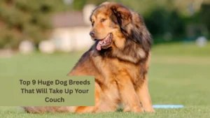 Top 9 Huge Dog Breeds That Will Take Up Your Couch