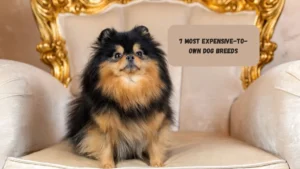 7 Most Expensive-to-Own Dog Breeds