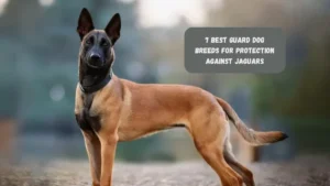 7 Best Guard Dog Breeds for Protection Against Jaguars