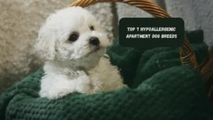 Top 7 Hypoallergenic Apartment Dog Breeds
