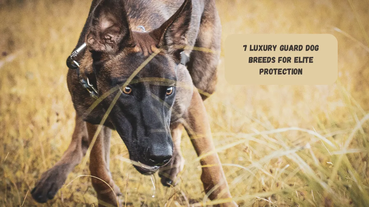7 Luxury Guard Dog Breeds for Elite Protection