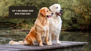 Top 7 Dog Breeds Good with Other Dogs