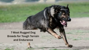 7 Most Rugged Dog Breeds for Tough Terrain and Endurance