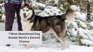 7 Most Abandoned Dog Breeds Worth a Second Chance