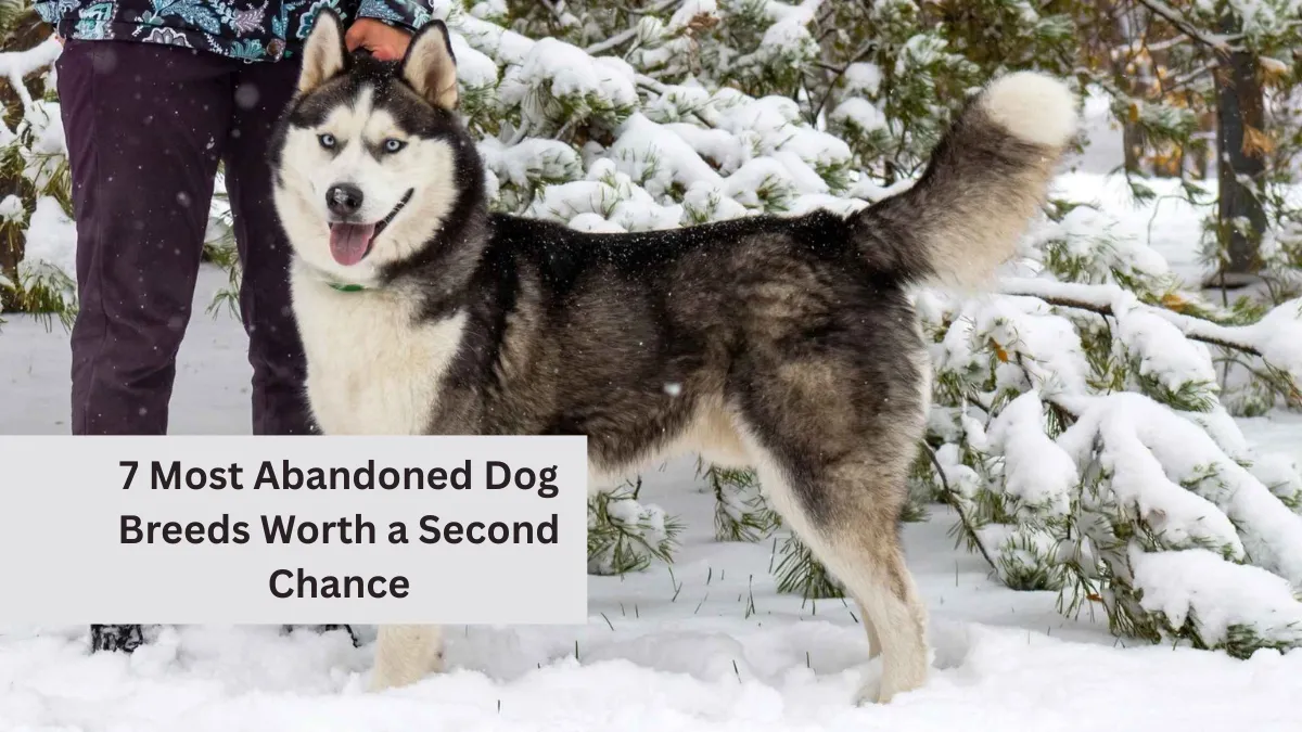 7 Most Abandoned Dog Breeds Worth a Second Chance