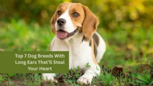 Top 7 Dog Breeds With Long Ears That’ll Steal Your Heart