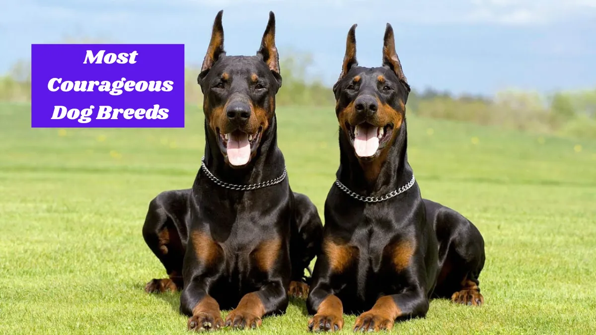 9 Most Courageous Dog Breeds You’ll Ever Meet