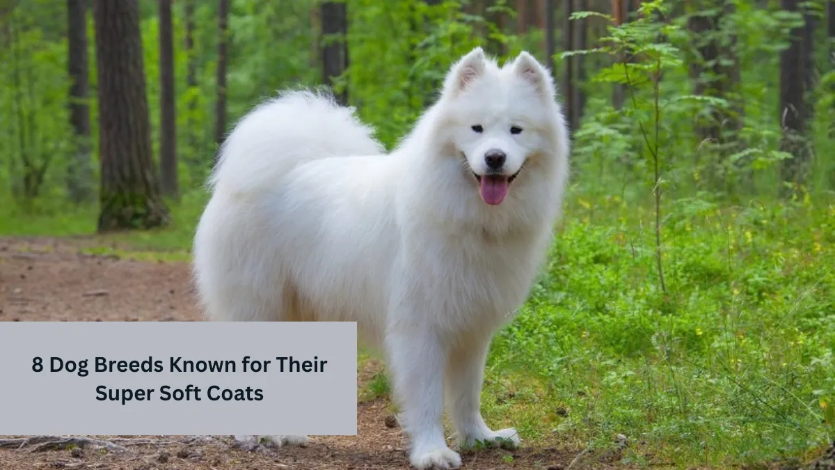 8 Dog Breeds Known for Their Super Soft Coats
