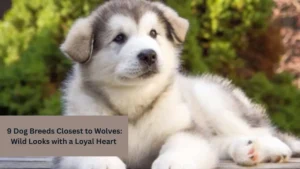 9 Dog Breeds Closest to Wolves: Wild Looks with a Loyal Heart