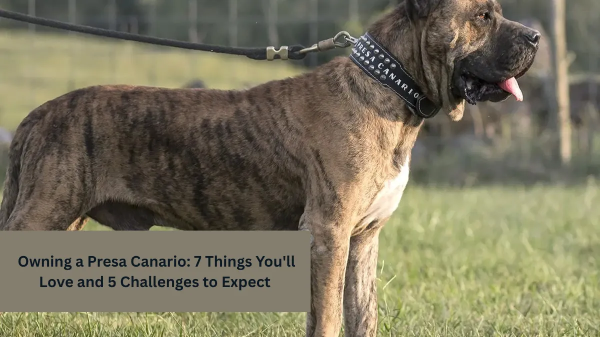 Owning a Presa Canario: 7 Things You'll Love and 5 Challenges to Expect