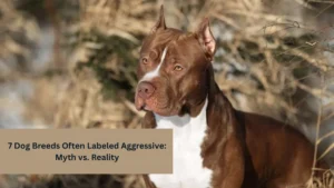 7 Dog Breeds Often Labeled Aggressive: Myth vs. Reality