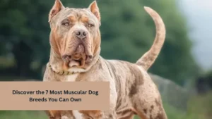 Discover the 7 Most Muscular Dog Breeds You Can Own