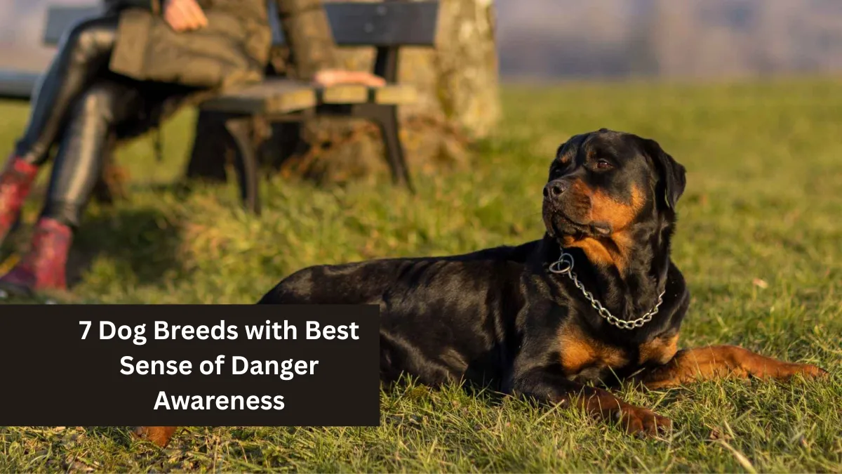 7 Dog Breeds with Best Sense of Danger Awareness