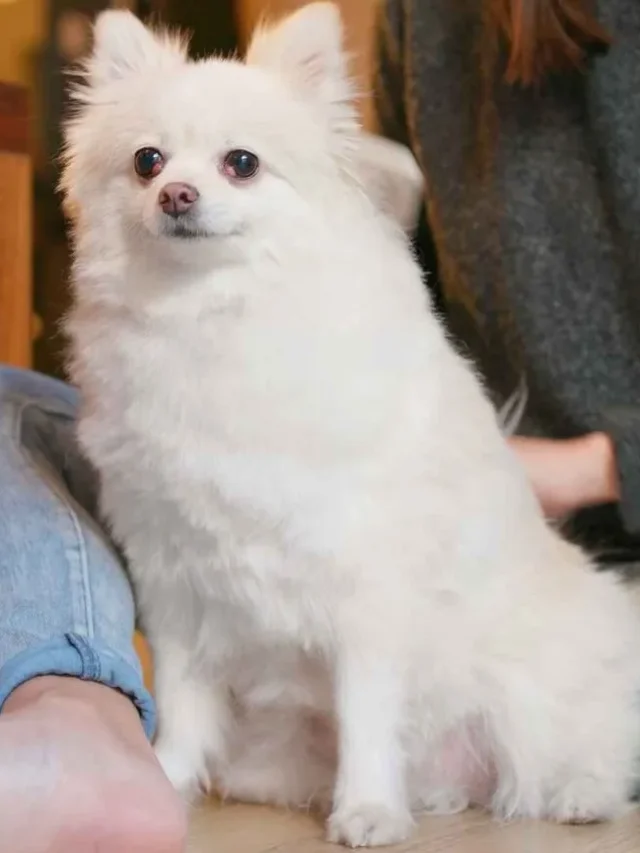 6 Apartment Therapy Dog Breeds That Heal Hearts