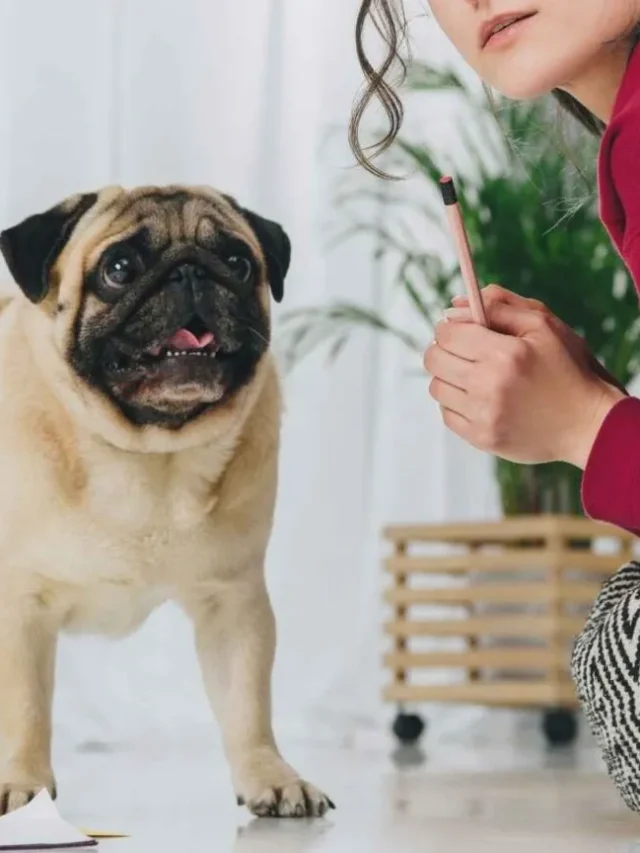 Top 7 Dog Breeds For College Students Living In Dorms