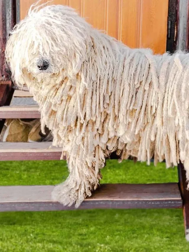 6 Hungarian Dog Breeds Perfect for Work and Play