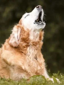 7 Loudest Dog Breeds You’ll Hear Before You See