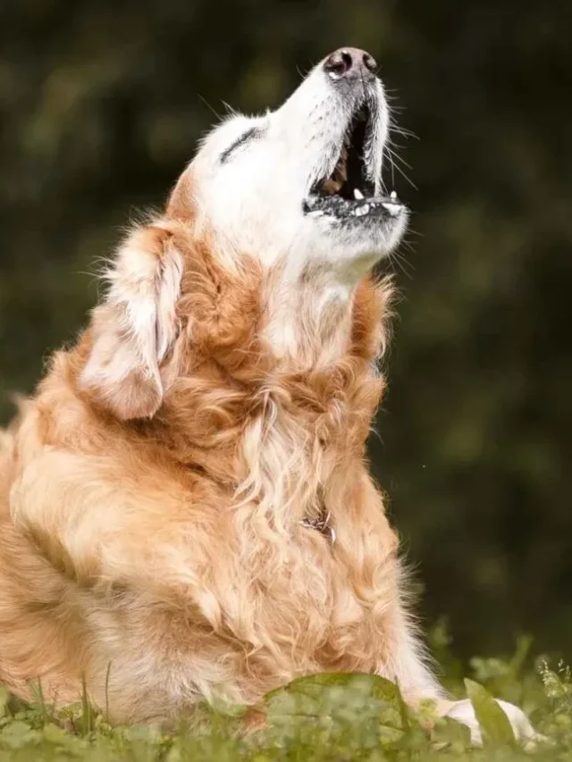 7 Loudest Dog Breeds You’ll Hear Before You See